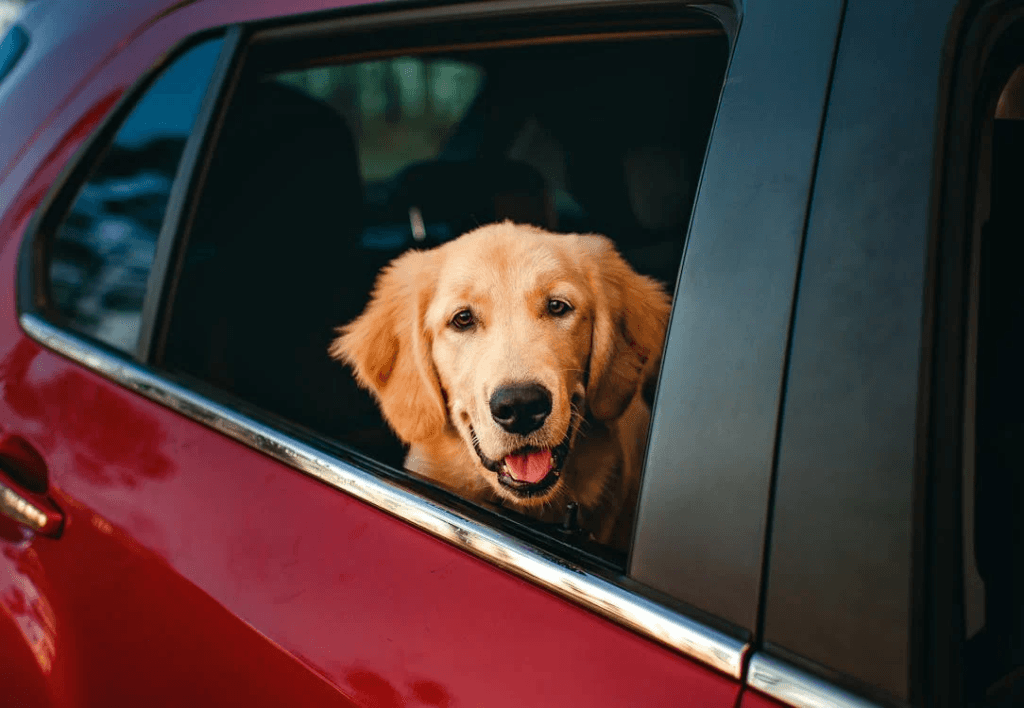 A mobilidade reduzida pode atrapalhar o cão de subir no carro
