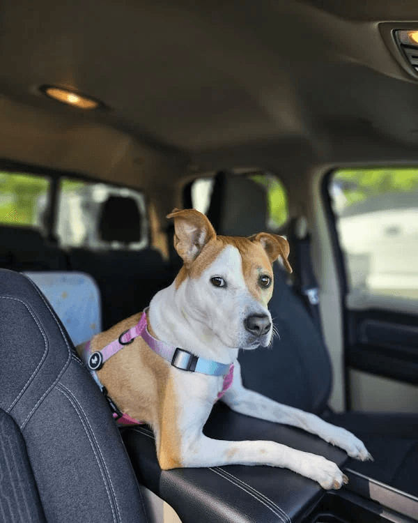 Mesmo com mobilidade reduzida cão pode subir no carro de forma segura