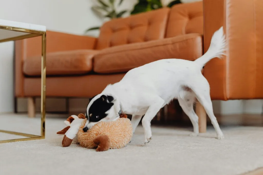cachorro idoso brincando em um tipo de tapetes antiderrapantes
